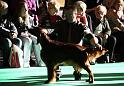 Crufts2010 2053